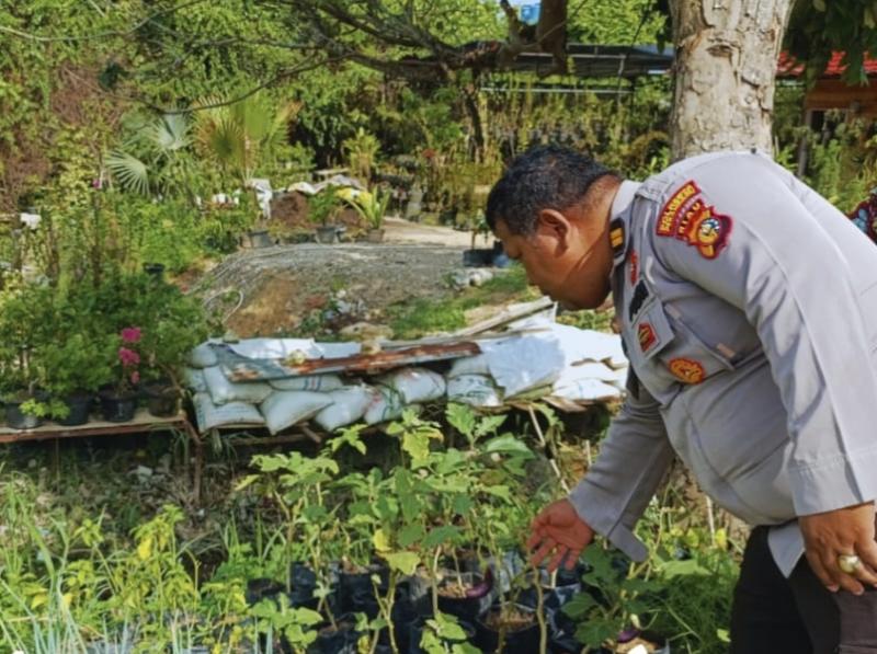 Perkuat Ketahanan Pangan Keluarga, Polsek Bukit Raya Dampingi Warga Kelola Pekarangan