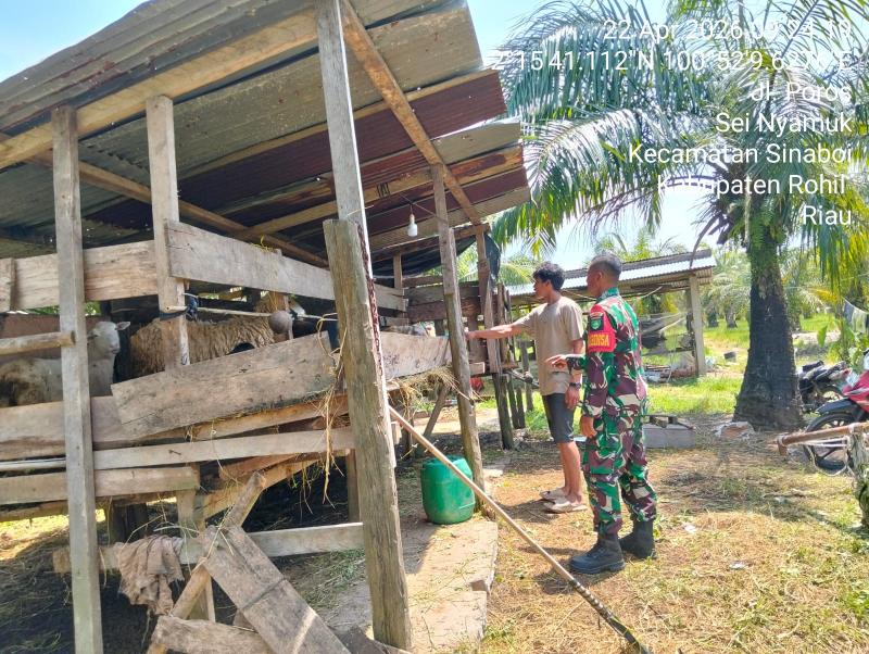 Kembali! Babinsa Koramil 01/Bangko Cek Penyakit mulut dan kuku Sapi Peternak