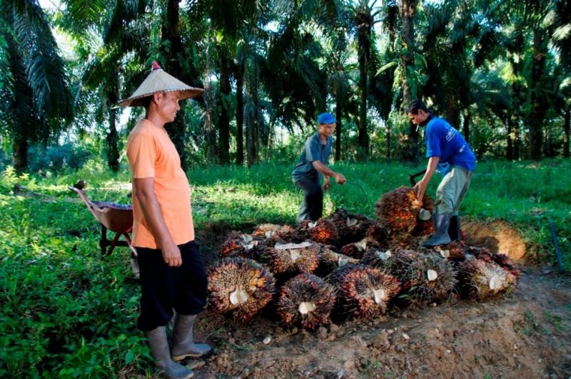 PTPN IV Regional III Pastikan Realisasi Kemitraan di Kampar Capai 58 Persen