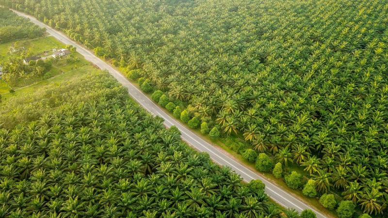 Perkuat Tata Kelola Standar Global, PTPN IV PalmCo Akselerasi Sertifikasi Ratusan Kebun dan PKS