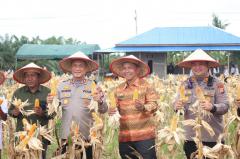 Kapolres Rohil Pimpinan Panen Raya Jagung di Suak Air Hitam Pekaitan