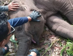 TNTN Berduka, Tari Si Anak Gajah Sumatera Mati, Kapolda Riau: Ada Luka Tak Terkatakan