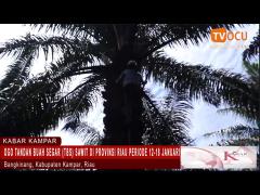 OGO TANDAN BUAH SEGAR (TBS) SAWIT DI PROVISI RIAU PERIODE 12-18 JANUARI