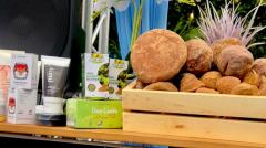 Presiden Dorong PTPN Tingkatkan Produktivitas Gambir Rakyat, Hilirisasi Jadi Kunci Nilai Tambah