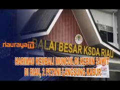 HARIMAU MUNCUL DI KEBUN DAN HALAMAN RUMAH, WARGA BENGKALIS KETAKUTAN