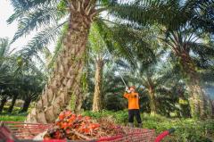 PalmCo Lampaui Target Awal Tahun hingga 25%