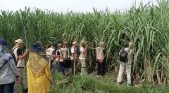 PT RPN-P3GI bersama  Disbun Jatim Tingkatkan Kompetensi Petani Melalui Pelatihan Budidaya Tebu