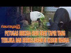 SEEKOR TAPIR DALAM KONDISI TERLUKA, BERHASIL DISELAMATKAN TIM BBKSDA RIAU