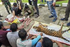 Enam Pembantai Harimau di Rohul Terungkap