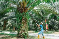 Pasca Penuhi Kewajiban 20 Persen, PTPN IV PalmCo Komitmen Perkuat Kemitraan Inklusif di Rohul