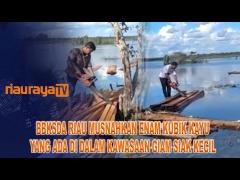 BBKSDA RIAU MUSNAHKAN ENAM KUBIK KAYU HASIL PERAMBAHAN HUTAN