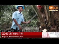 OGO CPO SAWIT KAMPAR TUWUN