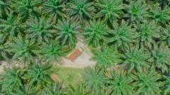 PTPN IV PalmCo Akselerasi Peremajaan Sawit Petani di Riau Perkuat Implementasi Program B50