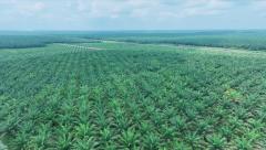 Kebun Terantam PTPN IV Regional III Catat Produksi Optimal