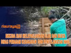2 BUAYA DAN 5 ULAR PITON DILEPASKAN DI KAWASAN KONSERVASI