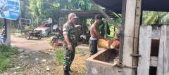 Kembali, Babinsa Koramil 01/Bangko Cek Penyakit mulut dan kuku Sapi Peternak